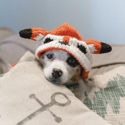 Show full view: Chilly Dog Foxy Dog & Cat Hoodie, Large slide 3 of 3