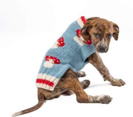 Show full view: Chilly Dog Mushroom Dog & Cat Sweater, Small slide 3 of 4