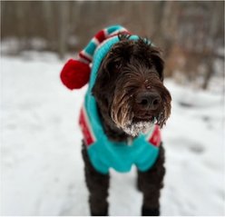 Chilly Dog Peppermint Dog & Cat Hoodie, X-Small slide 2 of 3