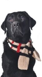 Chilly Dog Tan Plaid Dog & Cat Scarf, Small