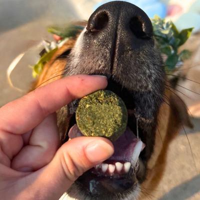 Show full view: Chippin Vegan Crunchy Veggie Dailies, Spirulina, Kale & Carrot Oven Baked Dog Treat, 5-oz bag slide 6 of 11