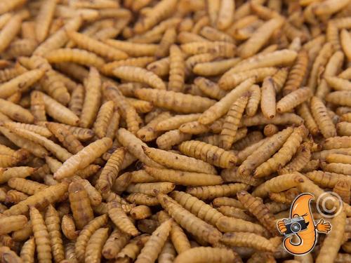 Show full view: Chubby Mealworms Chubby Dried Black Soldier Fly Larvae Chicken Treats, 2-lb bag slide 2 of 5