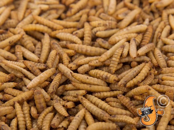 Chubby Mealworms Chubby Dried Black Soldier Fly Larvae Chicken Treats