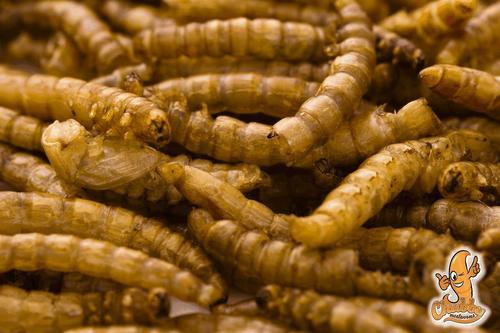 Show full view: Chubby Mealworms Dried Mealworms, 2-lb bag slide 3 of 9