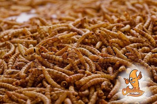 Show full view: Chubby Mealworms Dried Mealworms, 5-lb bag slide 4 of 9