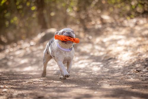 Show full view: Chuckit! Air Fetch Stick Dog Toy, Small slide 5 of 7