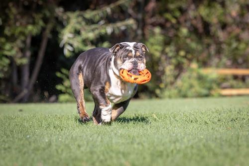 Show full view: Chuckit! Air Fetch Wheel Dog Toy slide 5 of 6