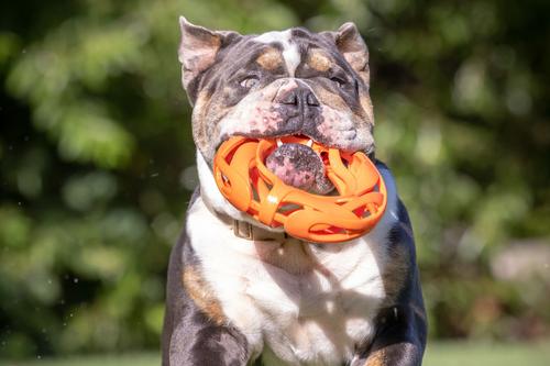 Show full view: Chuckit! Air Football Dog Toy, Orange slide 3 of 4