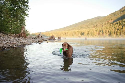 Show full view: Chuckit! Amphibious Boomerang Dog Toy, Color Varies, Medium slide 4 of 7