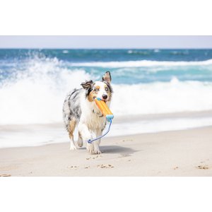 Chuckit! Amphibious Bumper Dog Toy, Color Varies, Medium