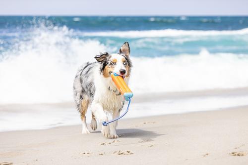 Show full view: Chuckit! Amphibious Bumper Dog Toy, Color Varies, Medium slide 6 of 9