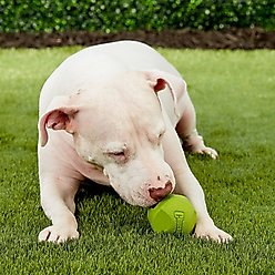 Chuckit! Erratic Ball Dog Toy, Large slide 2 of 4