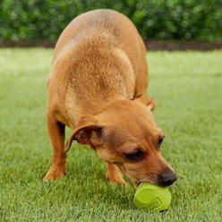 Chuckit! Erratic Ball Dog Toy, Small, 2 pack slide 2 of 4