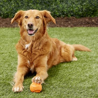 Show full view: Chuckit! Fetch Ball Dog Toy, Color Varies, Medium, Original slide 2 of 6