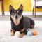 Show in main carousel: Chuckit! Fetch Ball Medley Triple Pack Dog Toy, Medium slide 7 of 12