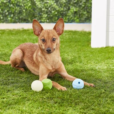 Show full view: Chuckit! Fetch Ball Medley Triple Pack Dog Toy, Small slide 6 of 11