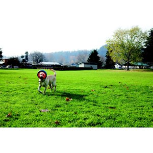 Chuckit! Fetch Wheel Dog Toy, Large