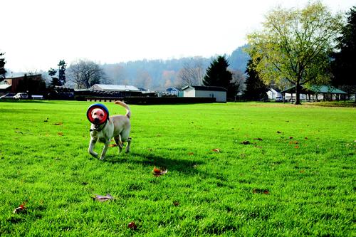 Show full view: Chuckit! Fetch Wheel Dog Toy, Large slide 5 of 8