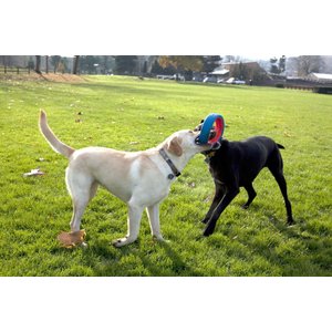 Chuckit! Fetch Wheel Dog Toy, Large