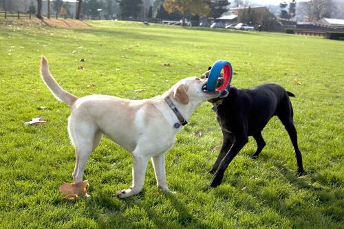 Show full view: Chuckit! Fetch Wheel Dog Toy, Large slide 4 of 8