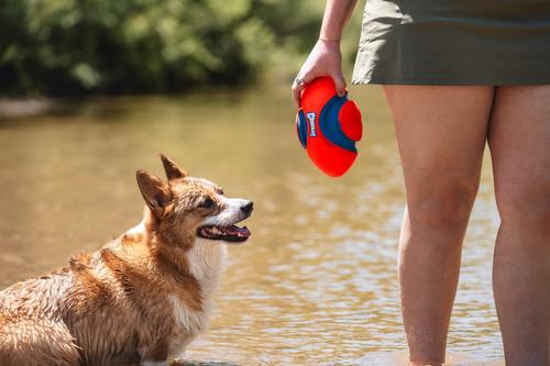 Show full view: Chuckit! Fumble Fetch Dog Toy, Small slide 2 of 8