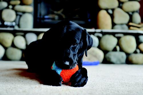 Show full view: Chuckit! Indoor Shaker Dog Toy slide 4 of 7