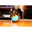 Show in main carousel: Chuckit! Indoor Shaker Dog Toy slide 5 of 7