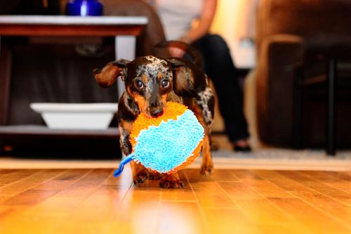 Show full view: Chuckit! Indoor Shaker Dog Toy slide 5 of 7