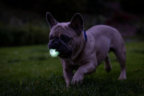 Show full view: Chuckit! Max Glow Air Fetch Ball Dog Toy, Small, 2 count slide 5 of 6
