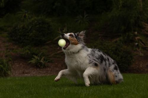 Show full view: Chuckit! Max Glow Ball Dog Toy, Large slide 5 of 11