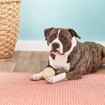 Show full view: Chuckit! Max Glow Ball Dog Toy, X-Large slide 2 of 10