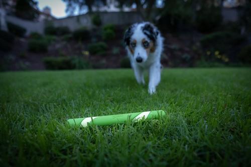 Show full view: Chuckit! Max Glow Ultra Fetch Stick Dog Toy slide 6 of 7