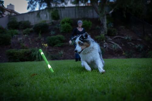 Show full view: Chuckit! Max Glow Ultra Fetch Stick Dog Toy slide 5 of 7