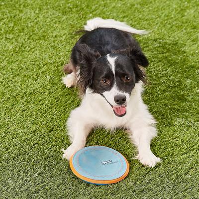 Show full view: Chuckit! Paraflight Dog Toy, Small slide 6 of 10