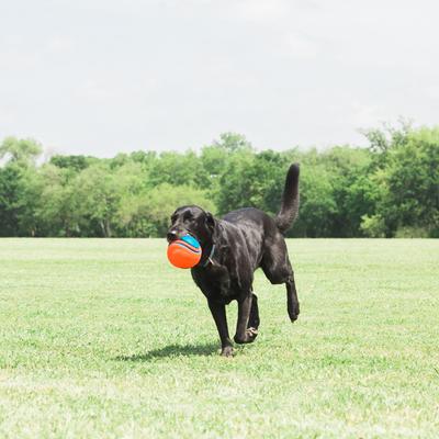 Show full view: Chuckit! Rope Fetch Dog Toy, One Size slide 5 of 8