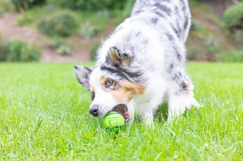 Show full view: Chuckit! Sniff Fetch Ball Dog Toy, Medium slide 6 of 7