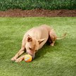 Show in main carousel: Chuckit! Tennis Ball Dog Toy, Large, 1 pack slide 2 of 7
