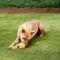 Show in main carousel: Chuckit! Tennis Ball Dog Toy, Large, 1 pack slide 2 of 7