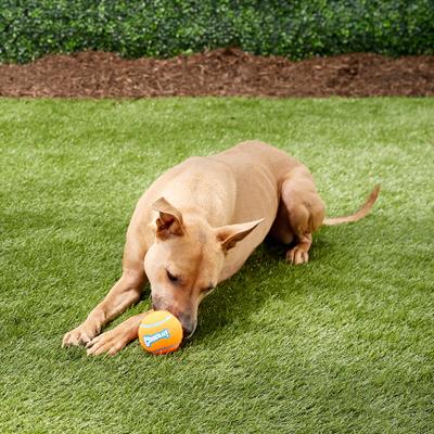 Show full view: Chuckit! Tennis Ball Dog Toy, Large, 1 pack slide 2 of 7