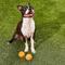 Show in main carousel: Chuckit! Tennis Ball Dog Toy, Medium, 2 pack slide 2 of 9