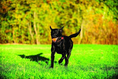 Show full view: Chuckit! Tennis Ball Dog Toy, Medium, 2 pack slide 3 of 9
