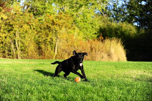 Show full view: Chuckit! Tennis Ball Dog Toy, Medium, 2 pack slide 4 of 9