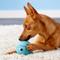Show in main carousel: Chuckit! The Whistler Ball Dog Toy, Color Varies, Large slide 2 of 9