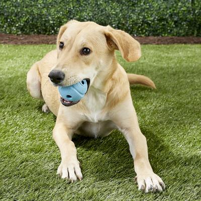 Show full view: Chuckit! The Whistler Ball Dog Toy, Color Varies, Large slide 3 of 9