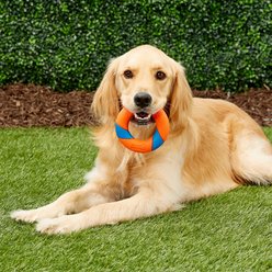 Chuckit! Ultra Ring Fetch Dog Toy slide 2 of 5