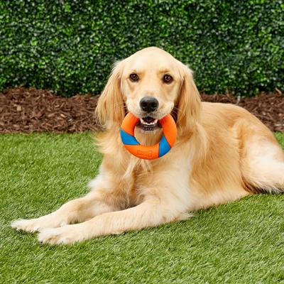 Show full view: Chuckit! Ultra Ring Fetch Dog Toy slide 2 of 7