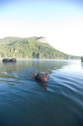 Chuckit! Ultra Rubber Ball Tough Dog Toy, 2 count, X-Large slide 2 of 9