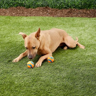 Show full view: Chuckit! Ultra Rubber Ball Tough Dog Toy, Medium, 2 pack & Chuckit! Classic Launcher Dog Toy, Color Varies, Original slide 2 of 4