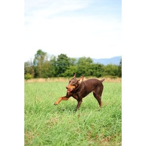 Chuckit! Ultra Rubber Ball Tough Dog Toy, Small, 2 pack