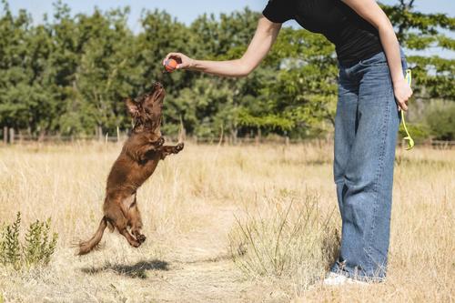 Show full view: Chuckit! Ultra Rubber Ball Tough Dog Toy, Small, 2 pack slide 6 of 12